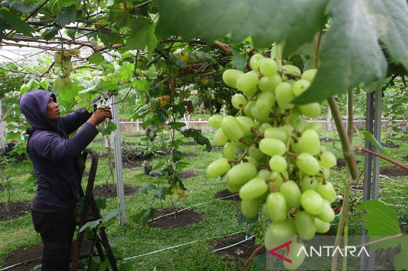 Bapanas menginvestigasi kandungan residu pestisida pada anggur Muscat