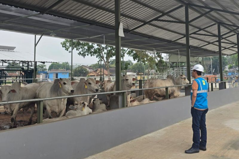 Ekonomi sepekan, anggur Muscat aman sampai lahan peternakan sapi