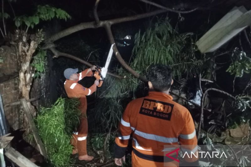 Tujuh pohon tumbang dalam sehari di Kota Bogor