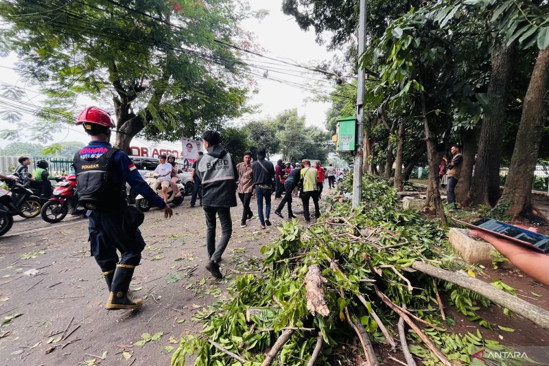 Pohon tumbang di jalan Kota Bogor timpa pemotor hingga tewas