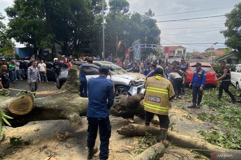 Diskar PB evakuasi pohon tumbang yang timpa 5 mobil di Bandung