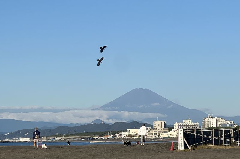 Fenomena langka, Gunung Fuji tidak bersalju hingga awal November