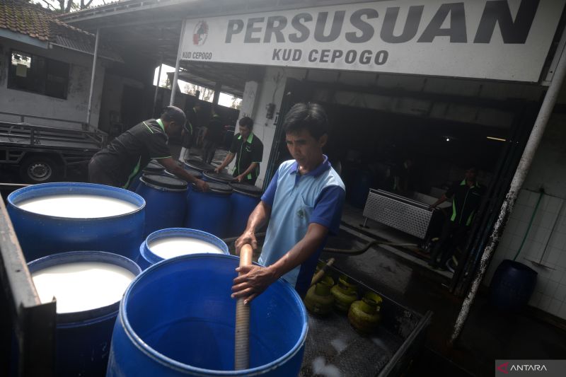 Koperasi susu tak perlu khawatir produknya tak terserap