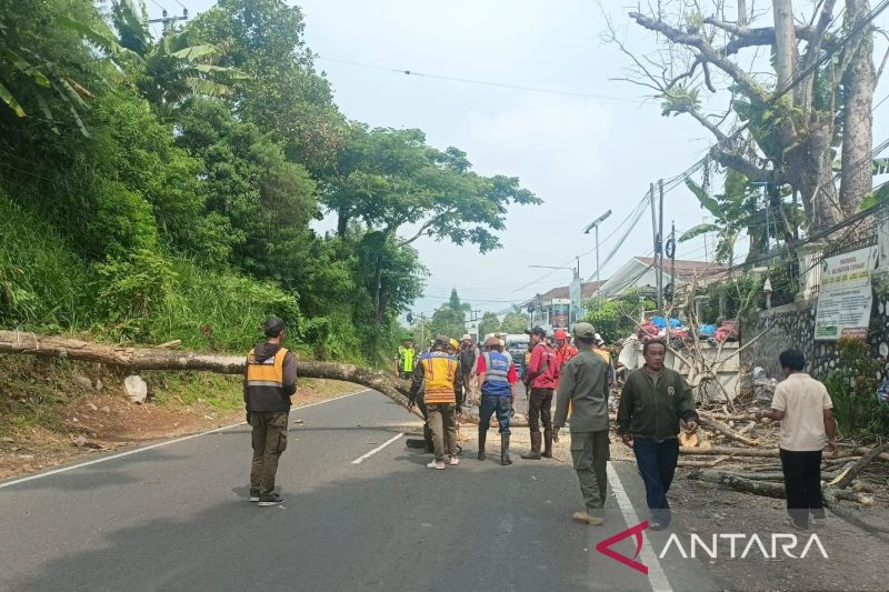 Petugas gabungan BPBD Cianjur tebang pohon yang rawan tumbang