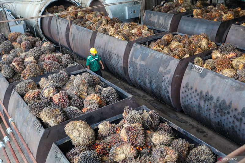 Program B40 tidak ganggu produksi minyak goreng, kata Kemko Perekonomian