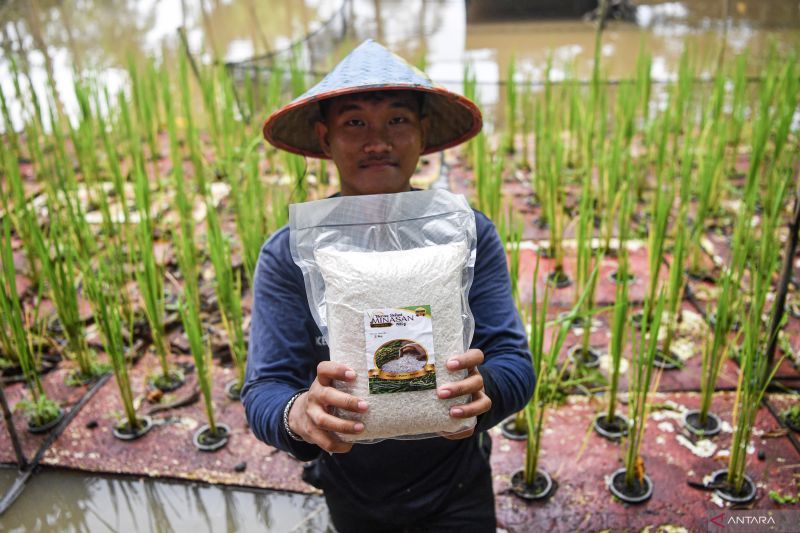 Kelompok bina tani berkah binaan Kilang Pertamina Plaju