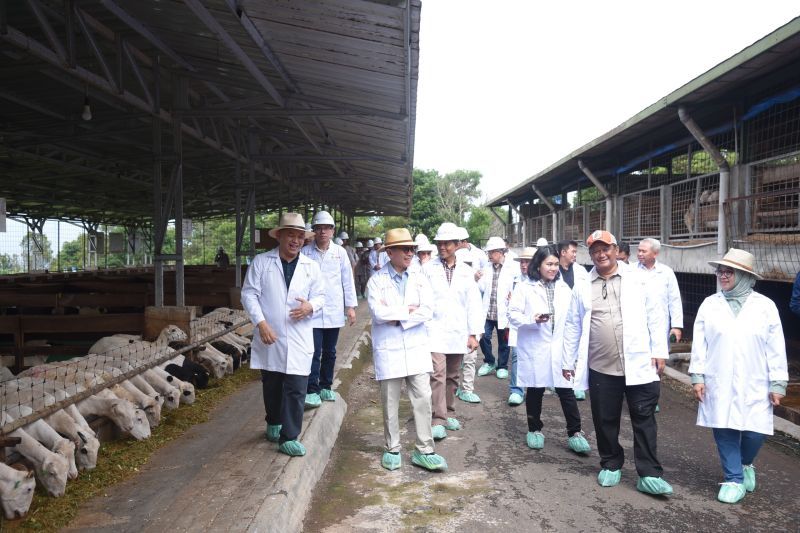 Ekosistem pembiayaan peternak domba uang diinisiasi OJK mulai tunjukkan hasil