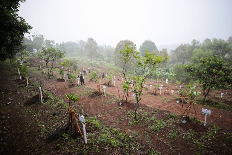 31.000 pohon ditanam untuk konservasi Kawasan Bandung Utara