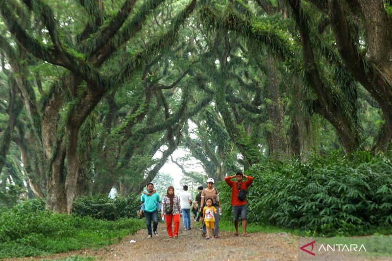 Wisata hutan De Jawatan Banyuwangi