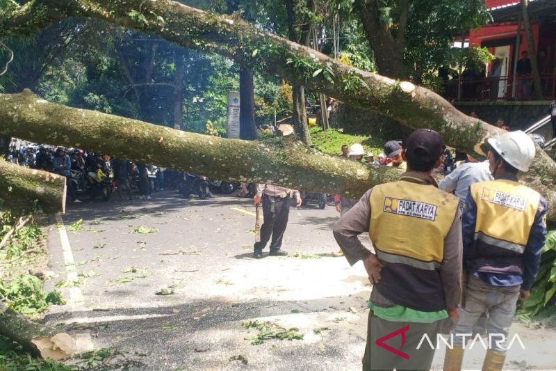 Petugas mengevakuasi pohon tumbang tutup jalur utama Cianjur