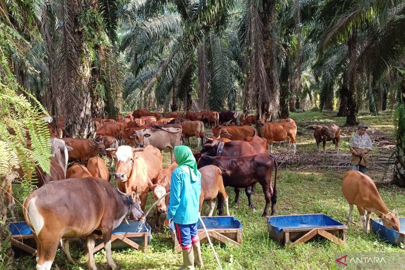 Zulhas sebut pemerintah impor indukan sapi untuk kejar swasembada