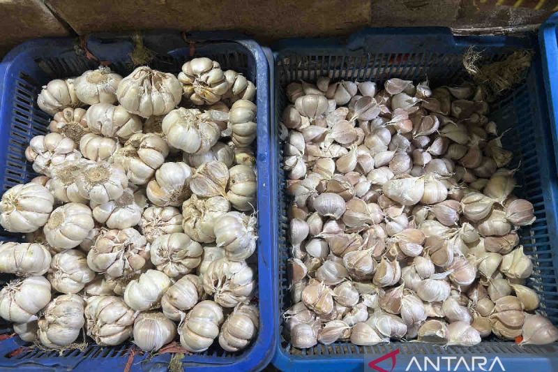 Harga bawang putih naik Rp5.410 menjadi Rp47.520 per kg