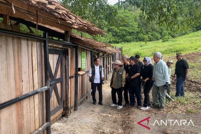 Menhut melepasliarkan banteng jawa kembalikan populasinya di Pangandaran