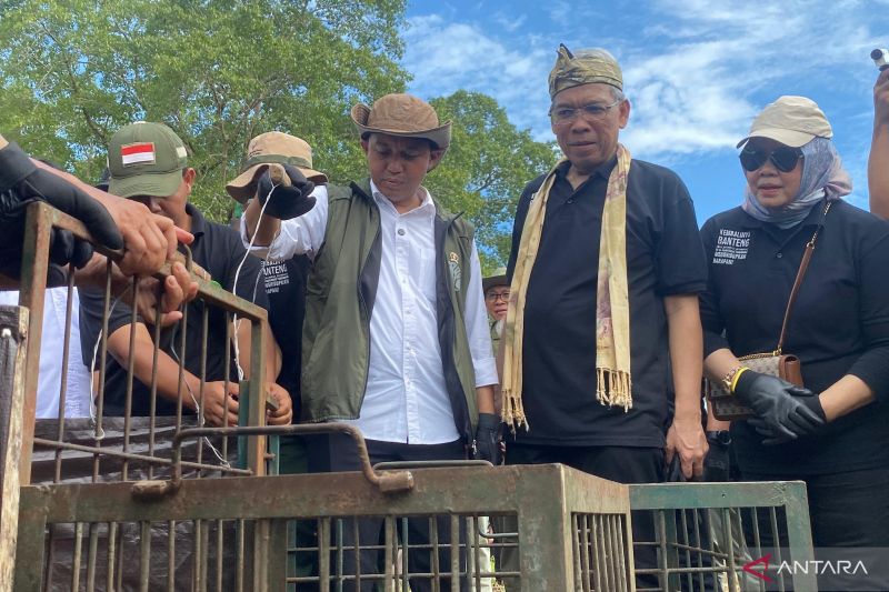 Menhut pastikan ada pengawasan proses reintroduksi banteng jawa di Pangandaran