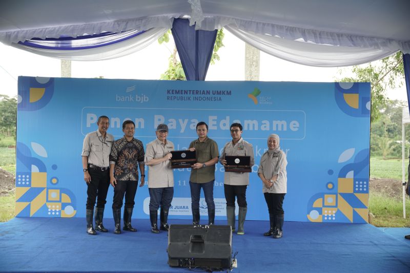 Bank bjb bersama petani mitra binaan PT Kelola Agro Makmur lakukan panen raya edamame