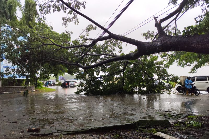 Pohon tumbang akibat angin kencang