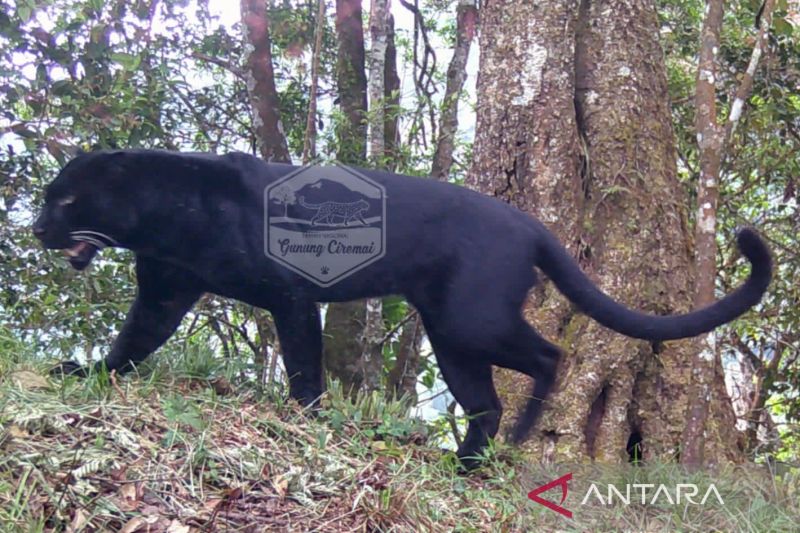 Balai TNGC deteksi 3 macan tutul asli di Gunung Ciremai