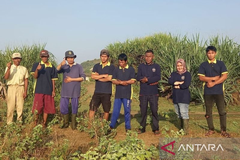 Cianjur perluas tanaman mangrove dan cemara cegah banjir rob di pantai selatan