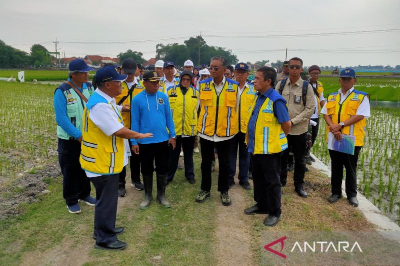 Program IPHA tingkatkan produksi padi di Cirebon