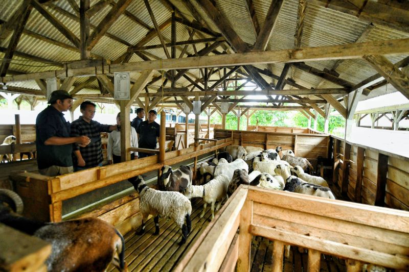 Jabar tingkatkan pembibitan dan pengembangan domba garut