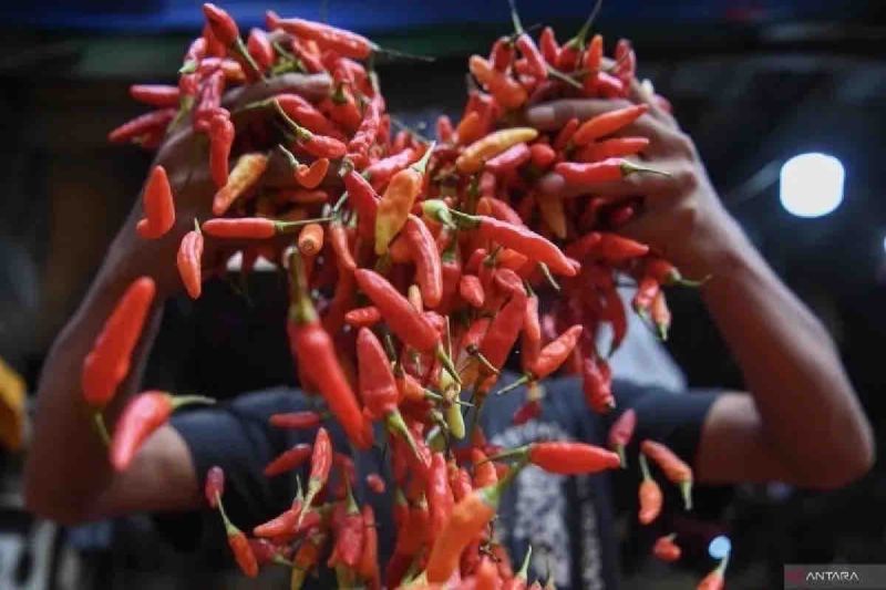 Harga cabai rawit merah turun Rp30.170 jadi Rp38.380/kg