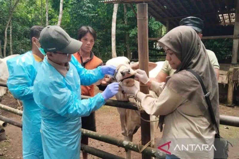 Kemarin, imbauan penutupan pasar kasus PMK sampai sertifikat kapal