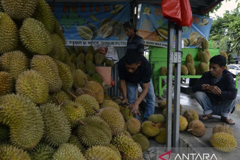 Musim durian di Lampung