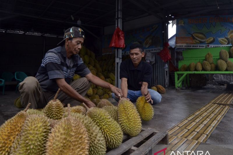 Musim durian di Lampung