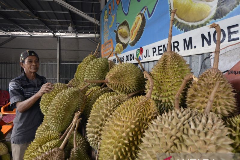 Musim durian di Lampung