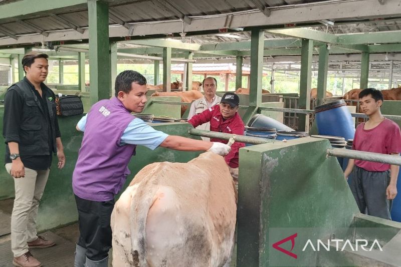 DPKHP Cianjur mengkarantina 57 sapi terjangkit PMK