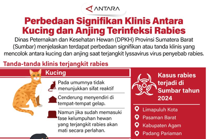 Perbedaan signifikan klinis antara kucing dan anjing terinfeksi rabies