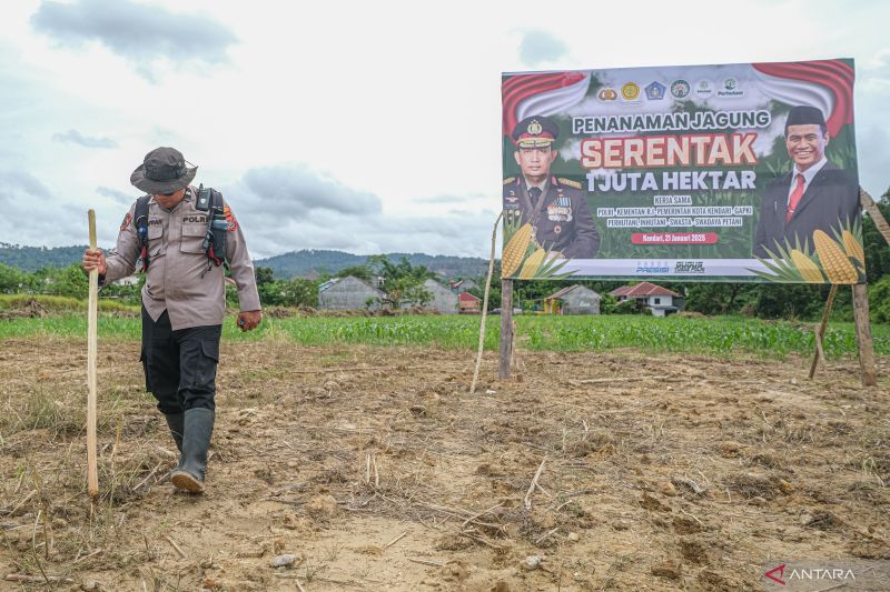 Penanaman jagung serentak di Kendari