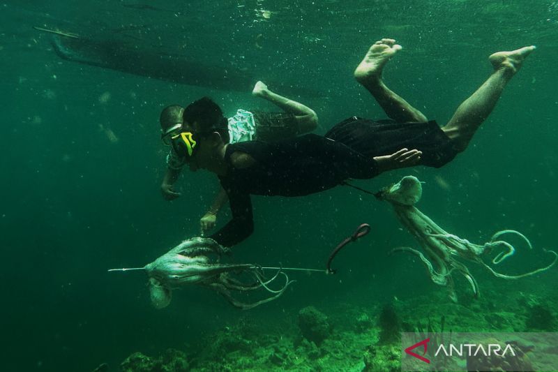 Suku Bajo berburu gurita di Selat Muna