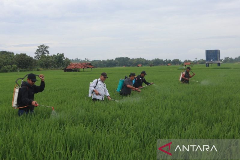 Diskatan Kuningan menggencarkan Gerdal OPT jaga produktivitas padi