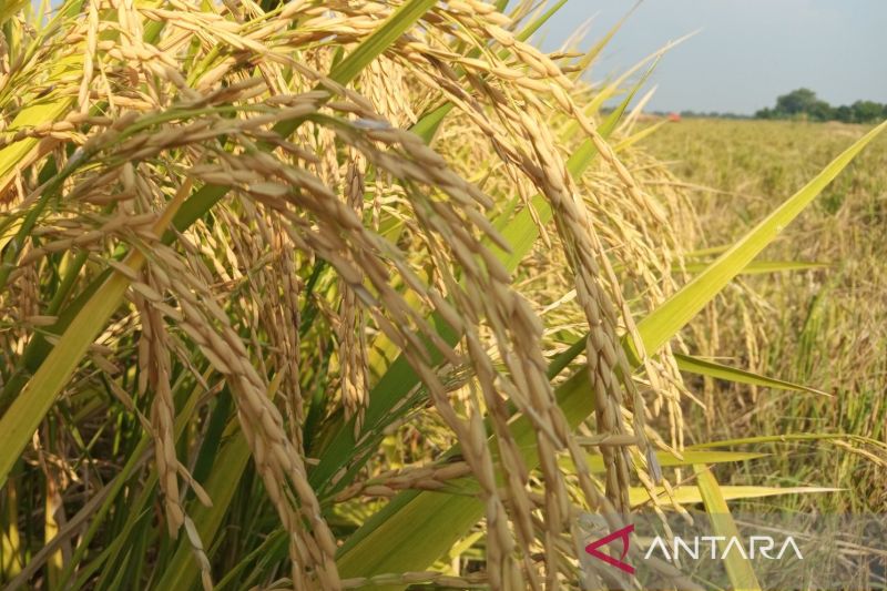 Bulog Cirebon siapkan serap gabah petani sesuai regulasi terbaru