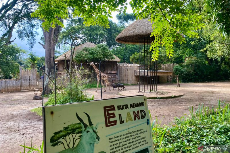 Kuasa Hukum Bandung Zoo sebutkan kliennya korban kriminalisasi