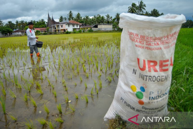 Alokasi pupuk bersubsidi di Sumatera Barat