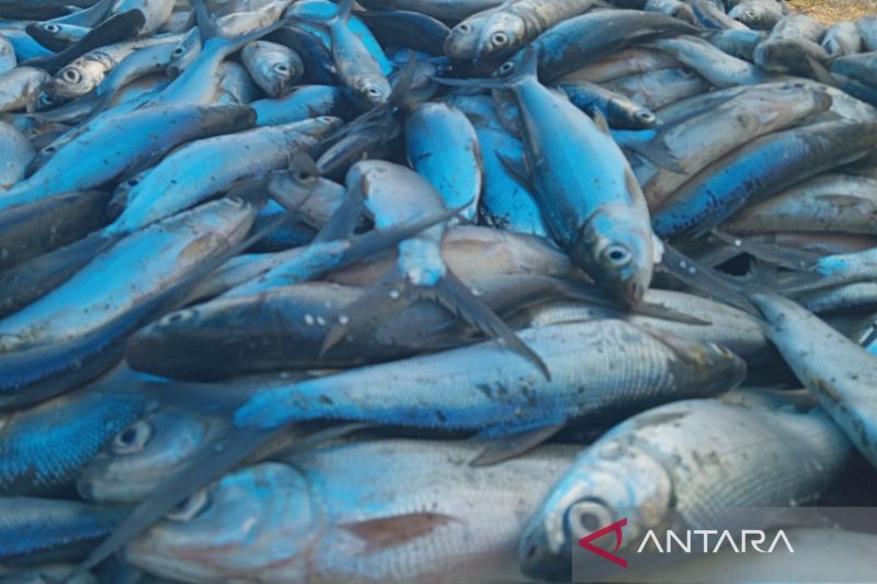 Pemkab Indramayu mencatat produksi perikanan 2024 capai 523 ribu ton