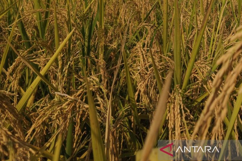 Pemkab Majalengka dukung petani beralih gunakan pupuk organik