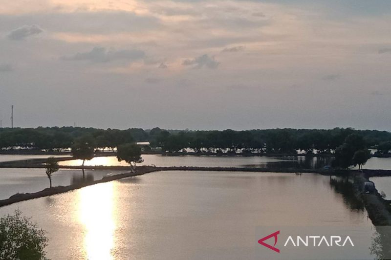 Pemkab Indramayu menyiapkan 1.000 ha lahan revitalisasi tambak Pantura