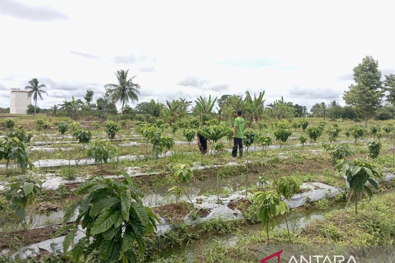 Petani Desa Hiyung kembangkan kopi robusta di lahan rawa
