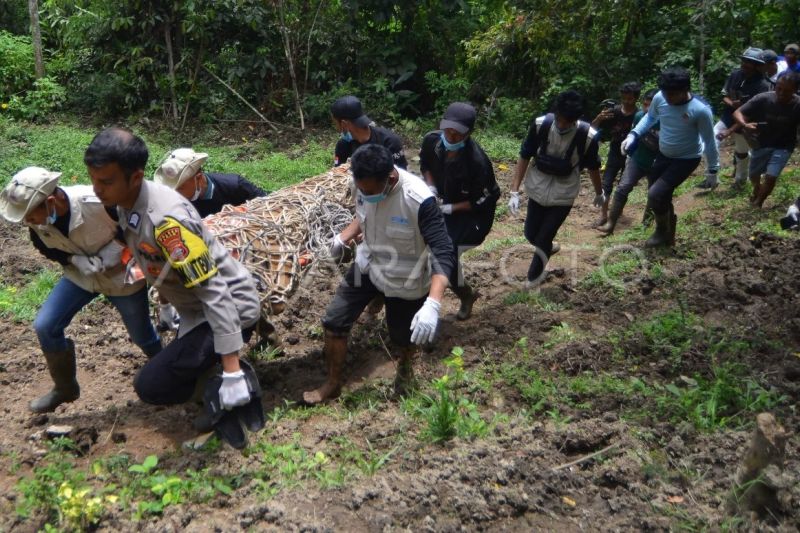 Evakuasi harimau sumatera pemakan ternak di Agam