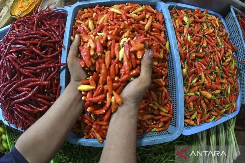 Harga pangan hari ini, cabai rawit merah turun jadi Rp79.756 per kg