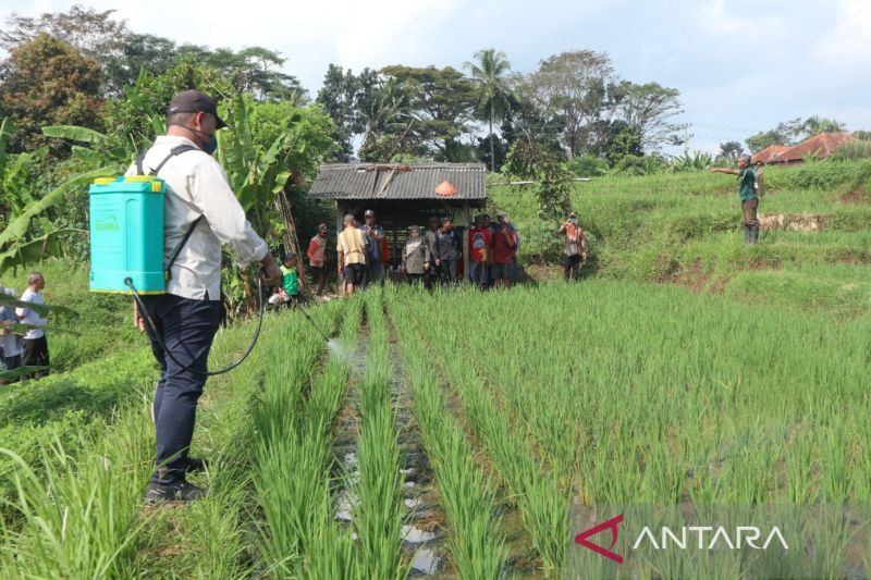 Pemkab Kuningan targetkan produktivitas padi mencapai 10 ton per hektare
