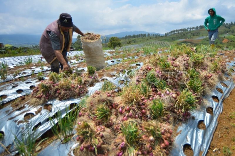 Pasokan bawang merah nasional April 2025
