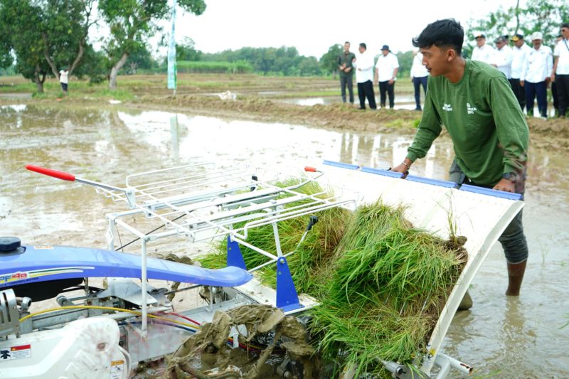 Pemkab Indramayu percepat tanam padi di lahan tadah hujan 11 ribu hektare