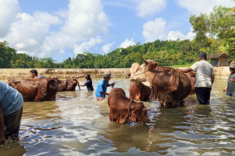 Tradis Guyang Sapi di Telaga Ploso Gunung Kidul