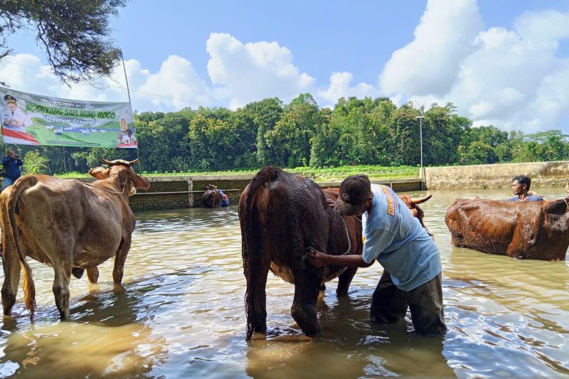 Tradis Guyang Sapi di Telaga Ploso Gunung Kidul