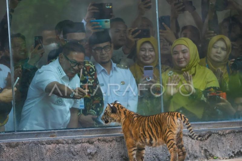 Pengenalan Banun anak Harimau Sumatera di Bukittinggi