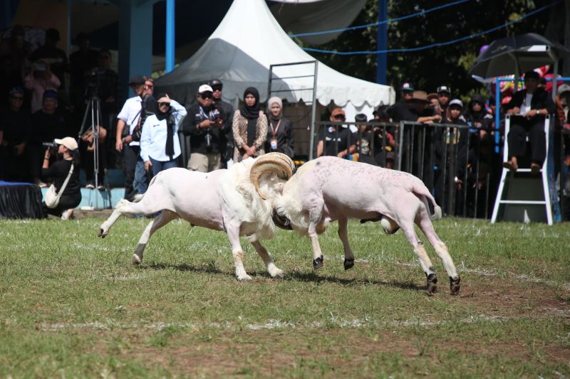 Pemkab Garut butuhkan dana Rp36 miliar bangun objek wisata ketangkasan domba